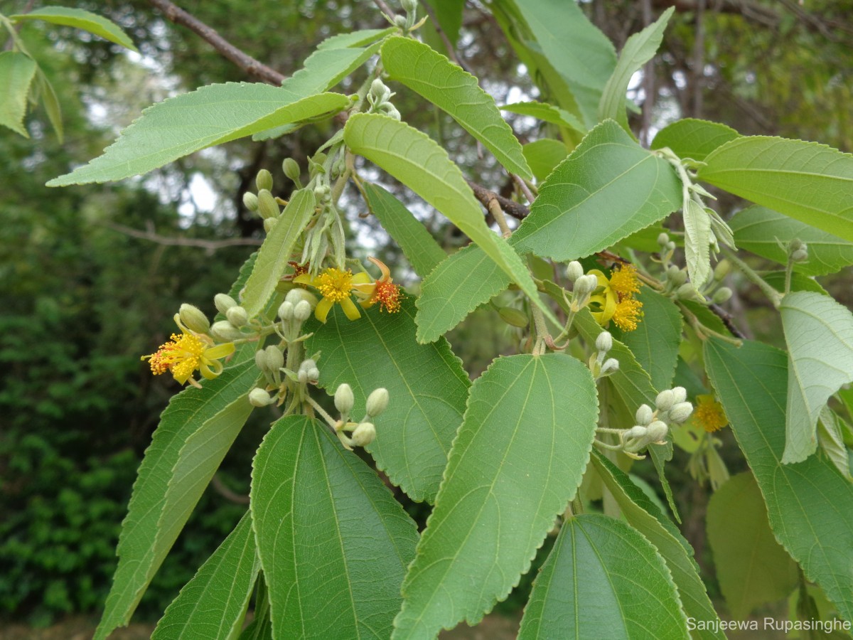 Grewia helicterifolia Wall. ex G.Don